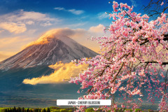 Japan-Cherry-Blossoms