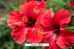 Malaysia-Hibiscus