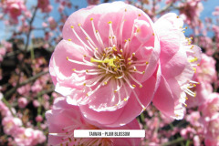 Taiwan-Plum-Blossom